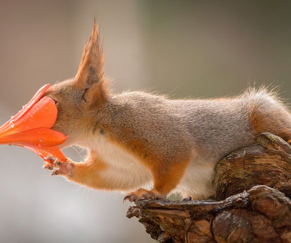 Squirrel flower addict