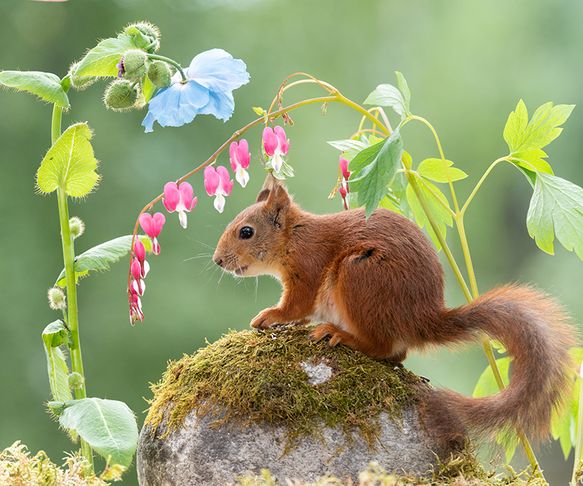 Squirrel flowered