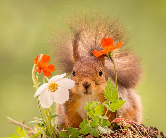 Squirrel flowers