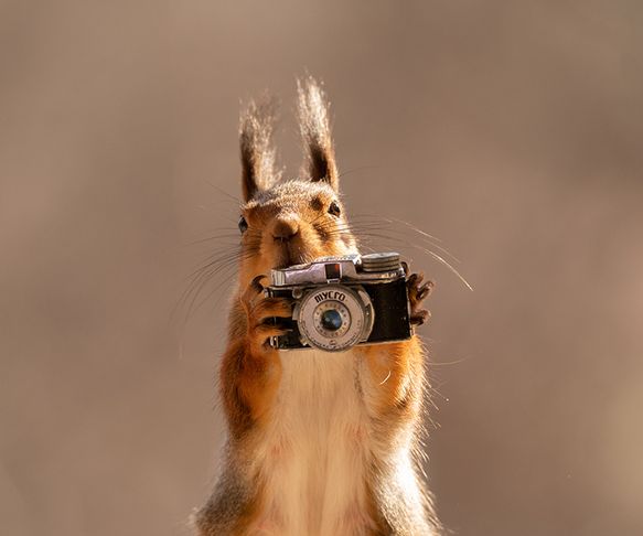 Squirrel photographer