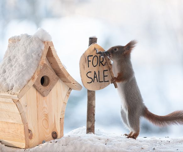 Squirrel house sale