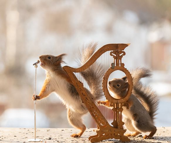 Squirrel muscians