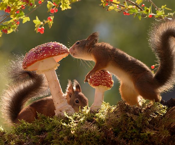 Squirrel mushroom lovers