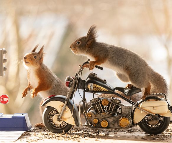 Squirrel on bike