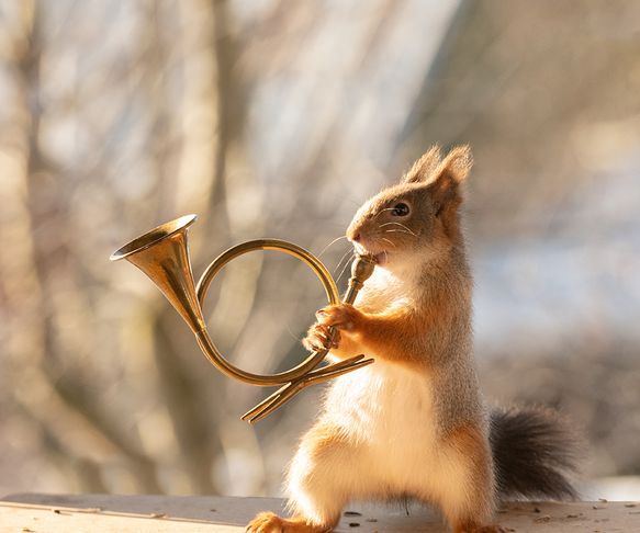 Squirrel playing the horn