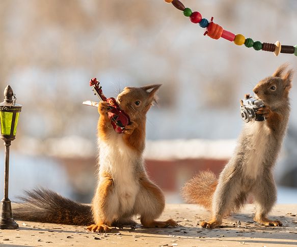 Squirrel playing the violin