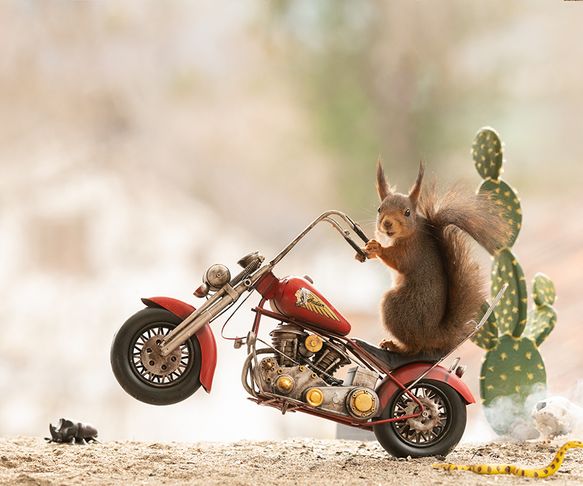 Squirrel the road rider
