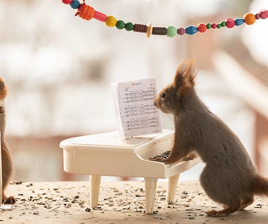 Squirrel the singer