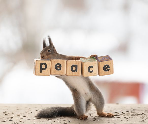 Squirrel wants peace
