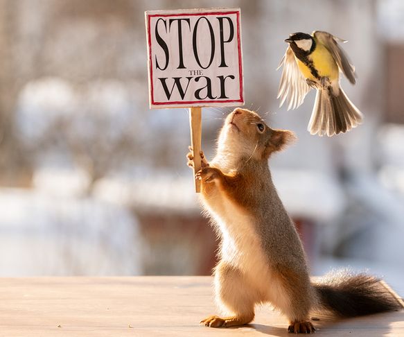 Squirrel war protester
