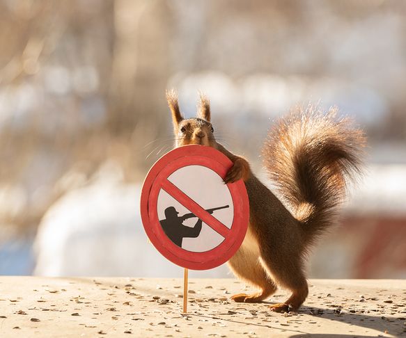 Squirrel with no shooting sign
