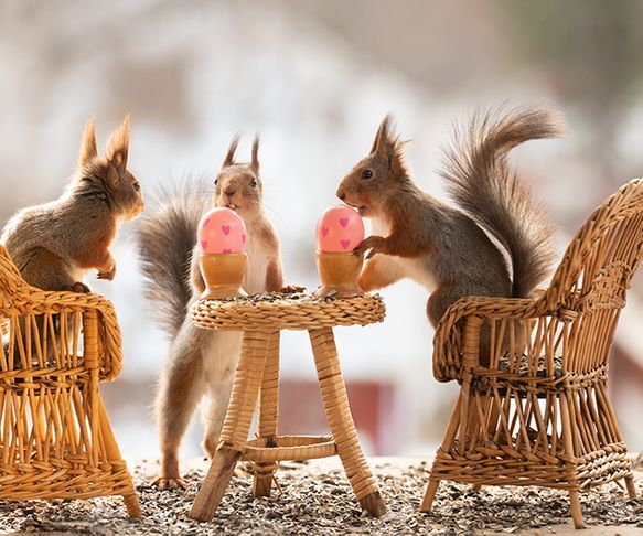 Squirrels Easter breakfast