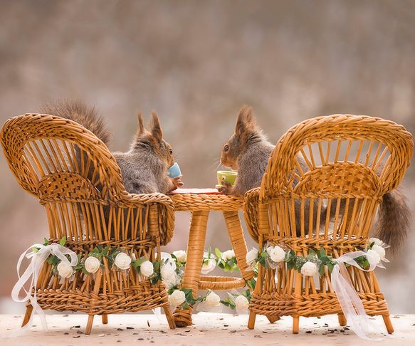 Squirrels dinner