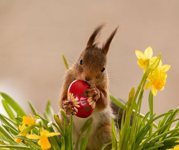 Squirrels happy Easter