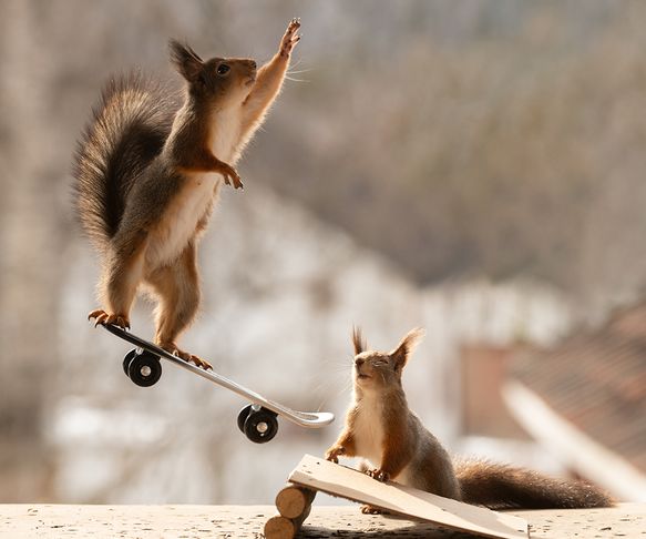 Squirrels jump