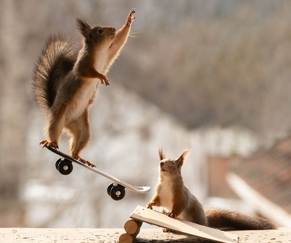 Squirrels jump