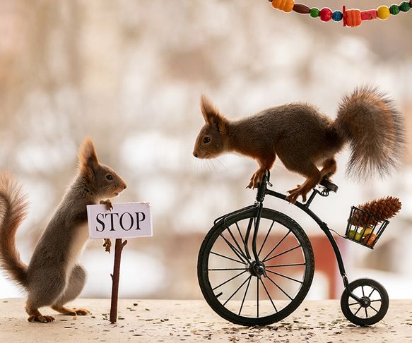 Squirrels old cycle