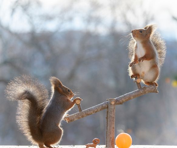 Squirrels playground