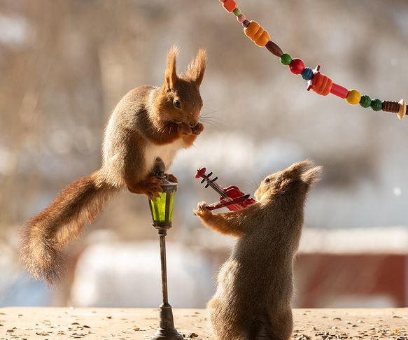 Squirrels serenade