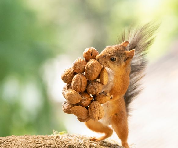 Squirrels treasure