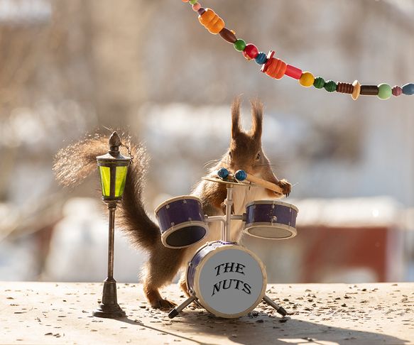 squirrel drumist