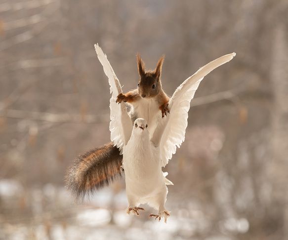 squirrels dove flight