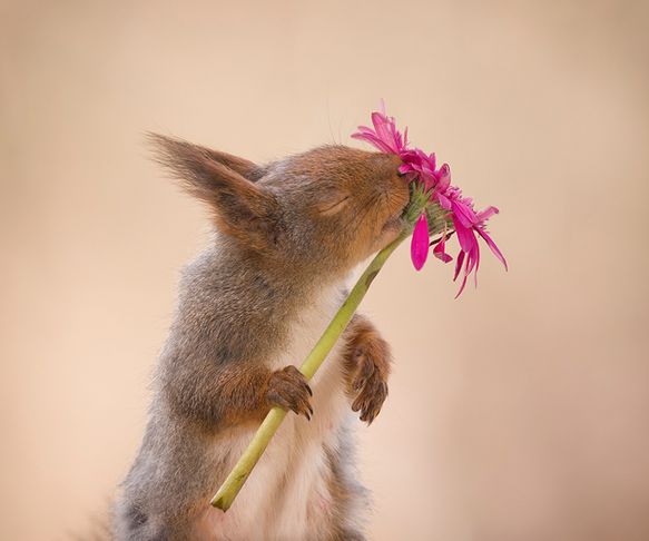 Squirrel in love