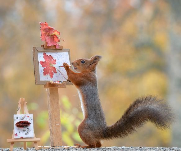 Squirrel the artist