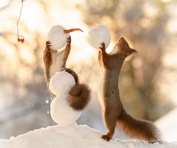 Squirrel the snowman builder