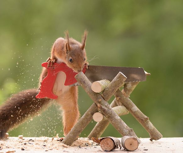 Squirrel the worker