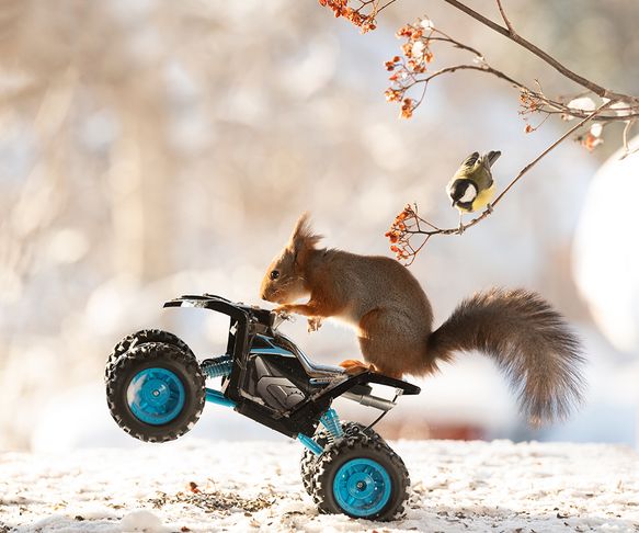 Squirrel with speed