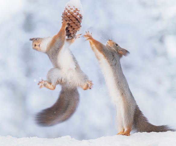 Squirrels jumpy