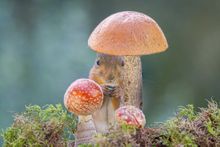 mushroom whisperer