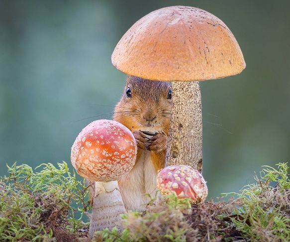 mushroom whisper