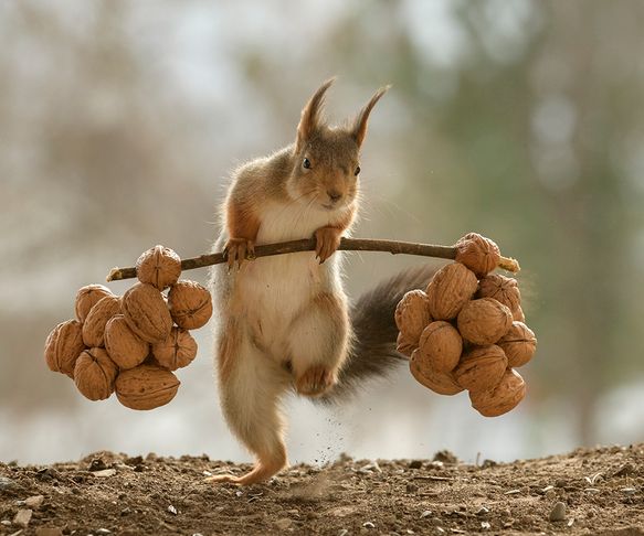 Squirrel the weightlifter